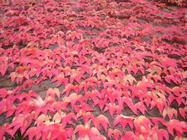 2008 10-Leaves on a Swiss Wall
